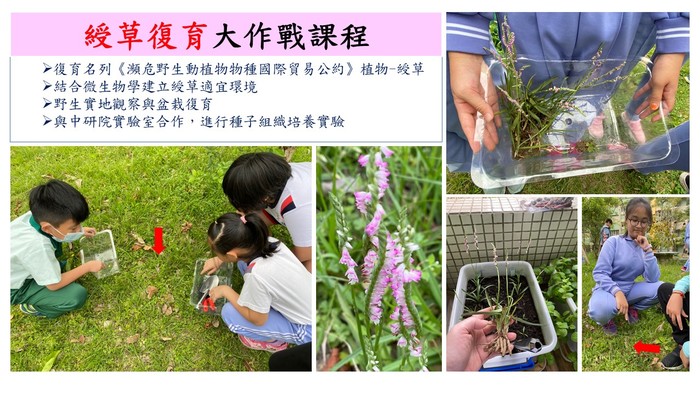 綬草復育
